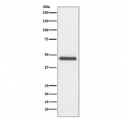 Western blot testing of rat C6 cell lysate with CNPase antibody. Predicted molecular weight ~47 kDa.