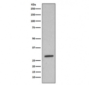 Western blot testing of mouse spleen lysate with Heme Oxygenase 1 antibody. Predicted molecular weight ~32 kDa.