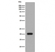 Western blot testing of recombinant partial protein with CSF1 antibody.