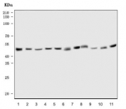 Western blot testing of 1) human 293T, 2) human HeLa, 3) human HepG2, 4) human MOLT4, 5) human MCF7, 6) human K562, 7) human Caco-2, 8) rat thymus, 9) rat C6, 10) mouse ANA-1 and 11) mouse NIH 3T3 cell lysate with HDAC3 antibody. Predicted molecular weight ~49 kDa.