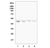 Western blot testing of human 1) HEK293, 2) K562, 3) A431 and 4) U-87 MG cell lysate with HDAC3 antibody. Predicted molecular weight ~49 kDa.