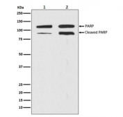 Western blot testing of 1) human HeLa cell lysate and 2) lysate from staurosporine-treated human HeLa cells with PARP1 antibody. Predicted molecular weight ~116 kDa (full length), ~89 kDa (auto-modification/catalytic domain).