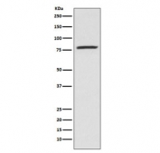 Western blot testing of human K562 cell lysate with 5-Lipoxygenase antibody. Predicted molecular weight ~78 kDa.
