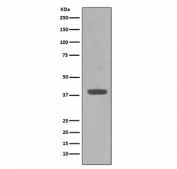 Western blot testing of E. coli lysate with Maltose Binding Protein antibody. Predicted molecular weight ~43 kDa.