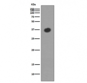 Western blot testing of E. coli lysate with Maltose Binding Protein antibody. Predicted molecular weight ~43 kDa.