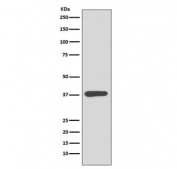 Western blot testing of E. coli lysate with Maltose Binding Protein antibody. Predicted molecular weight ~43 kDa.