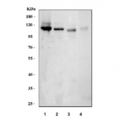 Western blot testing 1) human A431, 2) human A549, 3) rat kidney and 4) mouse kidney tissue lysate with Integrin alpha 6 antibody. Predicted molecular weight ~127 kDa.