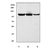 Western blot testing of human 1) K562, 2) U-87 MG and 3) HEL cell lysate with LONP1 antibody. Expected molecular weight ~106 kDa.