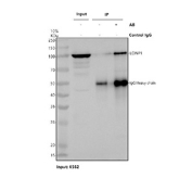 Immunoprecipitation of LONP1 protein from 500ug of human K562 whole cell lysate with 2ug of LONP1 antibody.