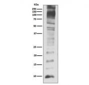 Western blot testing of human 293T cell lysate with Ubiquitin antibody.