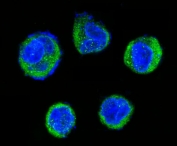 Immunofluorescent staining of FFPE human Raji cells with Ubiquitin antibody (green) and DAPI nuclear stain (blue). HIER: steam section in pH6 citrate buffer for 20 min.