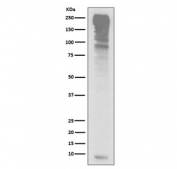 Western blot testing of human HepG2 cell lysate with Ubiquitin antibody.