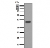 Western blot testing of human HepG2 cell lysate with Osteopontin antibody. Predicted molecular weight: 35-65 kDa depending on degree of glycosylation.