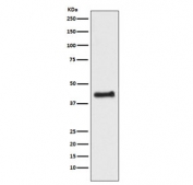 Western blot testing of human HEK293 cell lysate with NR2F1 antibody. Predicted molecular weight ~46 kDa.