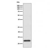 Western blot testing of human HepG2 cell lysate with Thioredoxin antibody. Predicted molecular weight ~12 kDa.