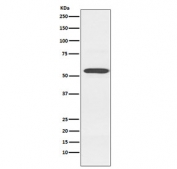 Western blot testing of human K562 cell lysate with CYP2D6 antibody. Predicted molecular weight ~56 kDa.