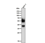 Western blot testing of human MCF7 cell lysate with Phospho-Tau antibody.