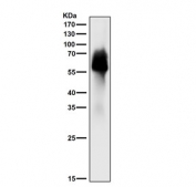 Western blot testing of mouse brain tissue lysate with Tau antibody. Expected molecular weight: 50-80 kDa.