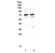 Western blot testing of human 1) HeLa and 2) HEK293 cell lysate with MID1 antibody. Predicted molecular weight ~75 kDa.