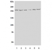 Western blot testing of 1) human K562, 2) human HEK293, 3) human HeLa, 4) monkey COS-7, 5) human A431 and 6) human Jurkat lysate with mTOR antibody. Predicted molecular weight ~280 kDa, also observed at ~220 kDa.