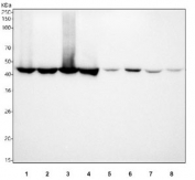 Western blot testing of 1) human U-2 OS 2) human 293T, 3) human A431, 4) human PC-3, 5) rat brain, 6) rat lung, 7) mouse brain and 8) mouse lung tissue lysate with FLOT1 antibody. Predicted molecular weight ~49 kDa.
