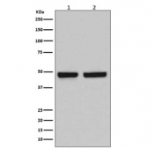 Western blot testing of 1) human Caco-2 and 2) mouse spleen lysate with HAPLN1 antibody. Expected molecular weight: 41-48 kDa depending on glycosylation level.