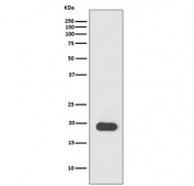 Western blot testing pf mouse heart lysate with MLC2 antibody. Predicted molecular weight ~19 kDa.