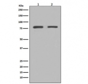 Western blot testing of 1) human HeLa and 2) mouse C6 cell lysate with GRP78 BiP antibody. Predicted molecular weight: ~73 kDa, but routinely observed at 70-78 kDa.