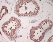 IHC staining of FFPE human testis tissue with GRP78 BiP antibody. HIER: boil tissue sections in pH6, 10mM citrate buffer, for 10-20 min and allow to cool before testing.