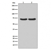 Western blot testing of 1) human HeLa and 2) rat C6 cell lysate with HSPA8 antibody. Predicted molecular weight ~71 kDa, routinely observed at 70-73 kDa.