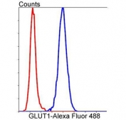 Flow cytometry testing of human HeLa cells with GLUT1 antibody; Red=cells alone, Blue= GLUT1 antibody.