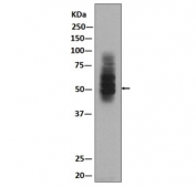 Western blot testing of human HepG2 cell lysate with GLUT1 antibody. Predicted molecular weight ~55 kDa.