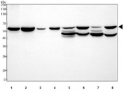 Western blot testing of 1) human HepG2, 2) human 293T, 3) human A431, 4) human SH-SY5Y, 5) rat kidney, 6) rat brain, 7) mouse kidney and 8) mouse brain tissue lysate with GLUT3 antibody. Predicted molecular weight ~54 kDa.