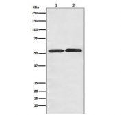 Western blot testing of 1) human HepG2 and 2) mouse NIH3T3 cell lysate with GLUT3 antibody. Predicted molecular weight ~54 kDa.