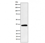 Western blot testing of human HeLa cell lysate with PDHB antibody. Predicted molecular weight ~39 kDa.