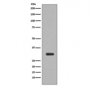 Western blot testing of human Jurkat cell lysate with PIM1 antibody. Predicted molecular weight ~44 kDa (PIM-1L) and ~34 kDa (PIM-1S).
