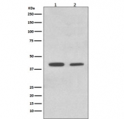 Western blot testing of human 1) HeLa and 2) K562 cell lysate with Mcad antibody. Predicted molecular weight ~46 kDa.
