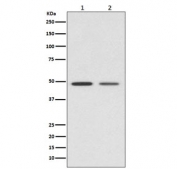 Western blot testing of 1) human HeLa and 2) mouse kidney lysate with Vitamin D Receptor antibody. Predicted molecular weight 48/54 kDa (isoforms 1/2).