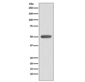 Western blot testing of human HeLa cell lysate with ESRRA antibody. Expected molecular weight: 46-52 kDa.