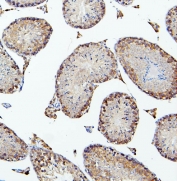 IHC staining of FFPE mouse testis tissue with PEF1 antibody. HIER: boil tissue sections in pH8 EDTA for 20 min and allow to cool before testing.