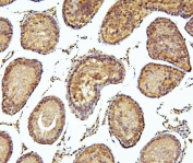 IHC staining of FFPE rat testis tissue with PEF1 antibody. HIER: boil tissue sections in pH8 EDTA for 20 min and allow to cool before testing.