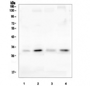 Western blot testing of 1) rat lung, 2) rat testis, 3) mouse lung and 4) mouse testis tissue lysate with PEF1 antibody. Predicted molecular weight ~30 kDa.