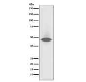 Western blot testing of human spleen lysate with CD79a antibody. Expected molecular weight: 25-47 kDa depending on glycosylation level.