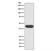 Western blot testing of human K562 cell lysate with CD32 antibody. Expected molecular weight: 34-40 kDa depending on the level of glycosylation.