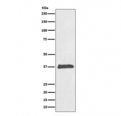 Western blot testing of human HeLa cell lysate with BMP2 antibody. Expected molecular weight: 13-14 kDa per monomer.