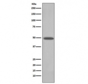 Western blot testing of human HeLa cell lysate with BMP4 antibody. Expected molecular weight: 54 kDa (precursor), 44 kDa (cleaved dimer), 23 kDa (cleaved monomer).