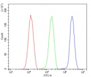 Flow cytometry testing of human HeLa cells with BHC80 antibody at 1ug/million cells (blocked with goat sera); Red=cells alone, Green=isotype control, Blue= BHC80 antibody.