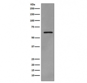 Western blot testing of lysate from human A431 cells, treated with pervanadate, with phospho-Src antibody (pY419). Predicted molecular weight: 55-60 kDa.
