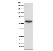 Western blot testing of human HeLa cell lysate with Src antibody. Predicted molecular weight: 55-60 kDa.