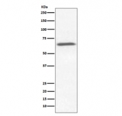 Western blot testing of human HeLa cell lysate with Ku70 antibody. Predicted molecular weight ~70 kDa.